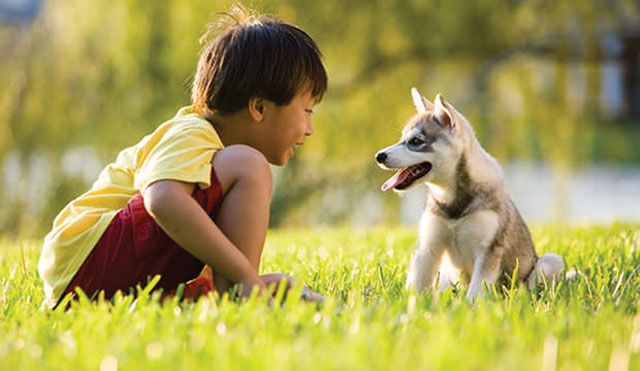 Con chó một khi đã nuôi, chúng trung thành với chủ tuyệt đối, dù nhà chủ có nghèo, có đói chúng cũng không bao giờ bỏ đi, luôn làm đúng bổn phận giúp người trông nhà, bảo vệ tài sản cho chủ.