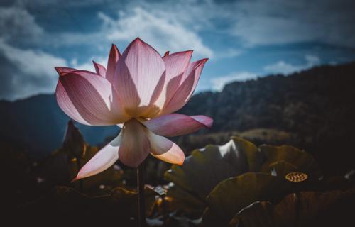 Luật Nhân Quả