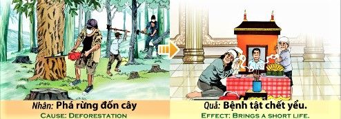 Phá rừng đốn cây - Bệnh tật chết yểu